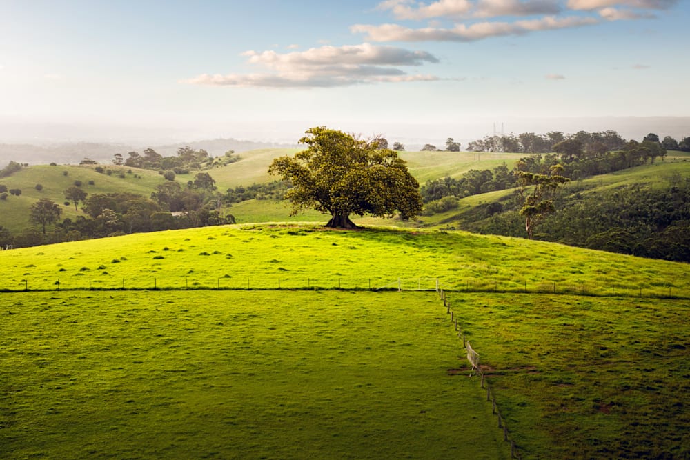 House and Land Packages in Figtree Hill
