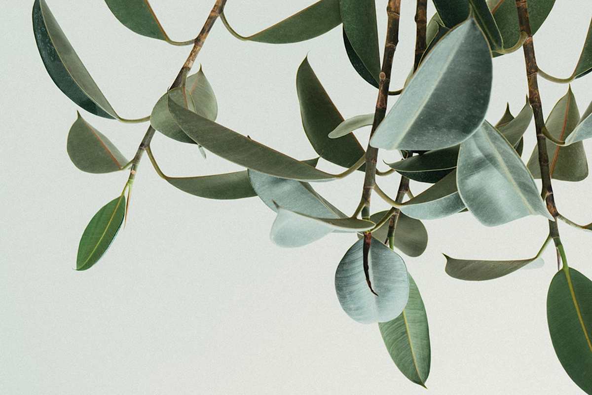 image upload c_limit,f_auto,w_1200 v1750735900 nex-boilerplate page-header-upside-down