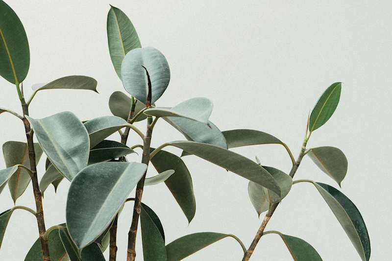 image upload c_limit,f_auto,w_800 v1743572091 zimple plant